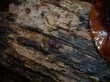 Ascocoryne cylichnium image