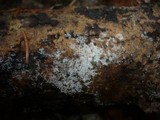 Botryobasidium candicans image