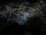 Botryobasidium candicans image