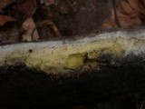Athelidium aurantiacum image