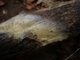 Athelidium aurantiacum image