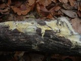 Athelidium aurantiacum image
