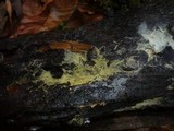 Athelidium aurantiacum image