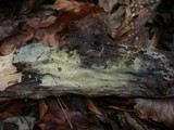 Athelidium aurantiacum image