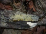 Athelidium aurantiacum image
