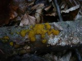 Dacrymyces stillatus image