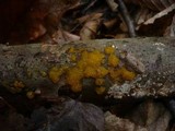 Dacrymyces stillatus image