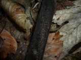 Helminthosporium velutinum image