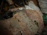 Hymenochaete carpatica image