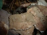 Hymenochaete carpatica image