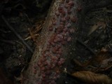 Hypoxylon howeanum image