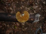 Polyporus alveolaris image