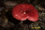 Russula cremoricolor image