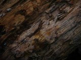 Sistotremastrum niveocremeum image