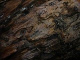 Sistotremastrum niveocremeum image