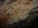 Sistotremastrum niveocremeum image