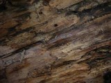 Sistotremastrum niveocremeum image