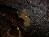 Tomentella bryophila image