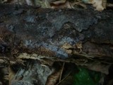 Tubulicrinis confusus image