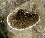 Hexagonia hydnoides image