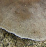 Hexagonia hydnoides image