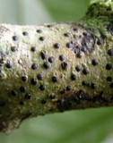 Pyrenula mamillana image