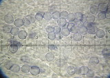 Amanita brunnescens image