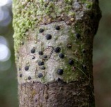 Pyrenula mamillana image