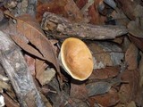 Clitocybe gibba image
