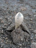 Podaxis pistillaris image