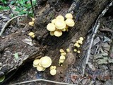 Gymnopilus aeruginosus image