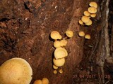 Gymnopilus aeruginosus image