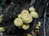 Gymnopilus aeruginosus image