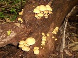Gymnopilus aeruginosus image