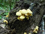 Gymnopilus aeruginosus image