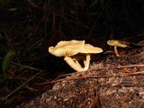 Gymnopilus peliolepis image