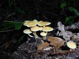 Gymnopilus peliolepis image