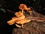 Gymnopilus peliolepis image