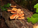 Gymnopilus peliolepis image