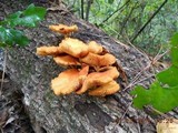 Gymnopilus peliolepis image