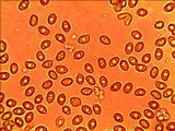 Gymnopilus aeruginosus image