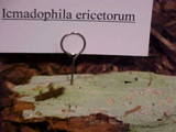 Icmadophila ericetorum image