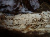 Basidiodendron caesiocinereum image