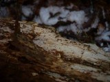 Basidiodendron caesiocinereum image