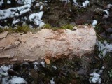 Corticium roseum image