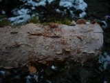 Corticium roseum image