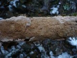 Corticium roseum image