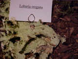 Lobaria oregana image