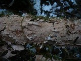 Corticium roseum image