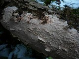 Corticium roseum image